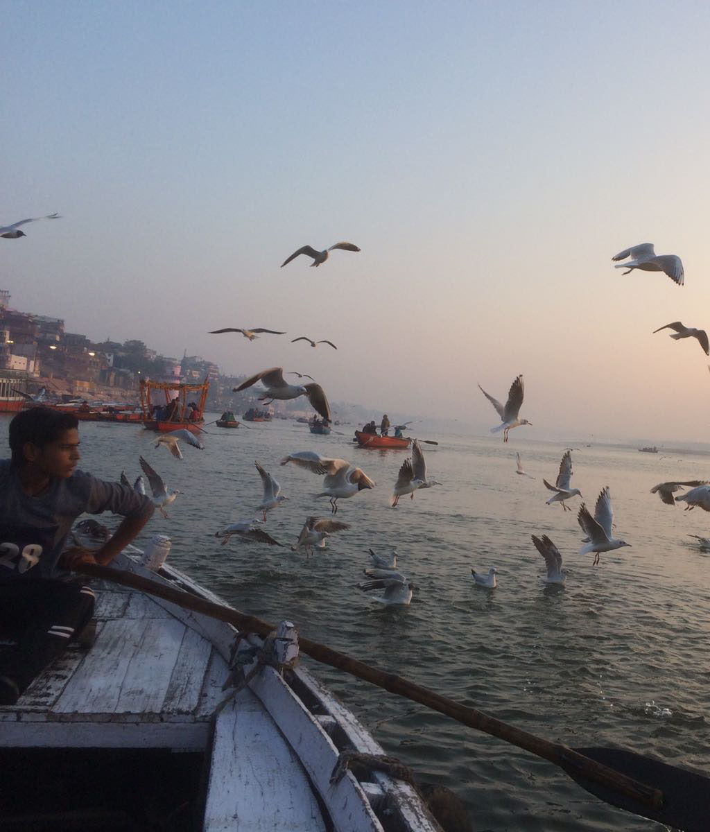 Ganga river is full with seaguls.